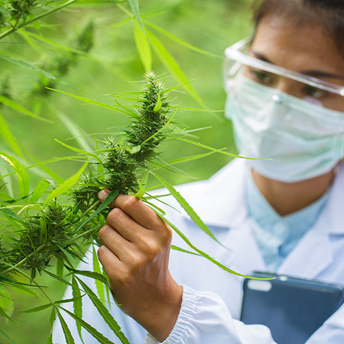 Workers Comp for Cannabis Temporary Staff
