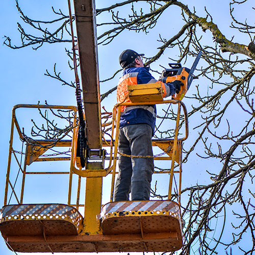 Workers Comp for Tree Trimming Temporary Staff