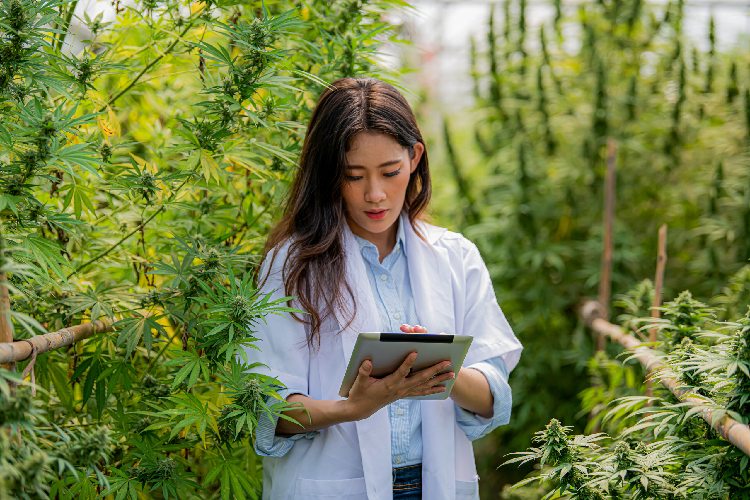 Common Chemical Exposure Risks in the Cannabis Industry