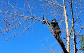 How to Prevent TBIs at Your Tree Trimming Business