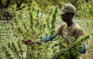 How to Reduce Repetitive Motions Injury Risks at Your Cannabis Industry Business