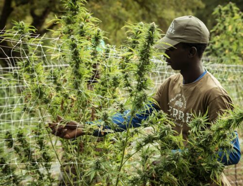 How to Reduce Repetitive Motions Injury Risks at Your Cannabis Industry Business