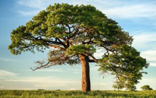 How to Navigate Common Risks at Your Tree Trimming Business