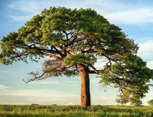 How to Navigate Common Risks at Your Tree Trimming Business