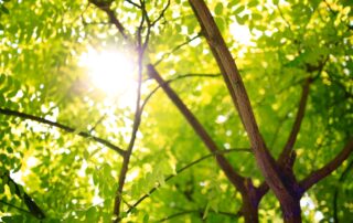 What are the Common Risks for My Temporary Workers in Tree Trimming Roles?