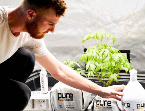 Work Comp Solutions for Reducing Exposure Risks for Temp Workers in Cannabis